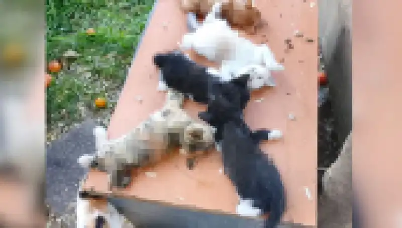 Bursa’da Yavru Kedi Katliamı: 8 Kedi Kesici Aletle Hayatını Kaybetti