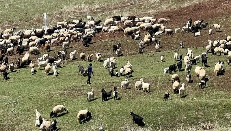 Çoban Krizi Giderek Büyüyor: 70 Bin Liralık Maaş Yetersiz mi?