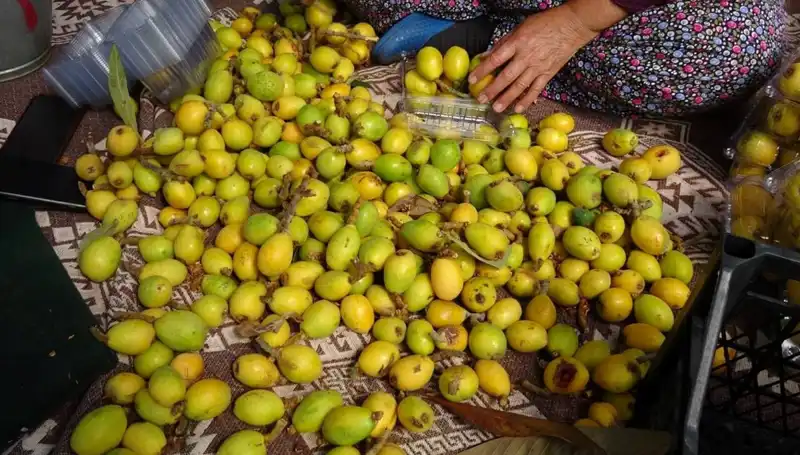 Muşmula Hasadı Başladı: Fiyatı 150 TL ile Pazarları Sallıyor